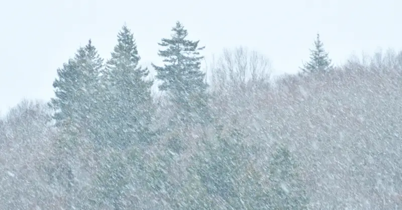Travel Alert Harsh Snow Squalls Strike Newfoundland