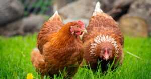CDC Confirms First Child Case of H5N1 Bird Flu in California