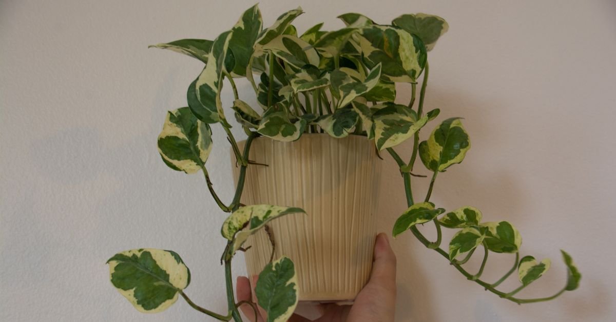 12 Best Plants For Indoor Air Quality Top Picks