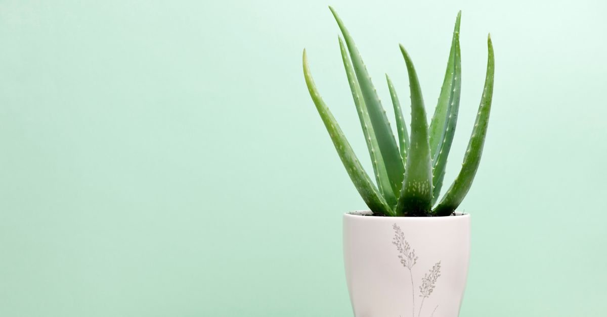 Aloe Vera