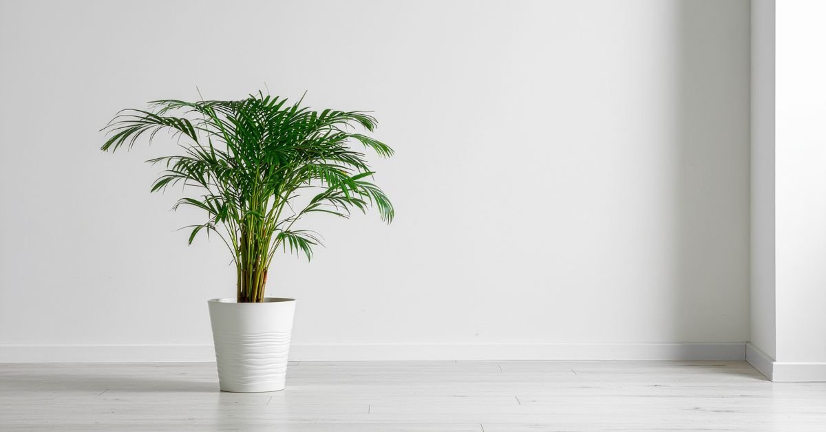 Areca Palm (Dypsis Lutescens)