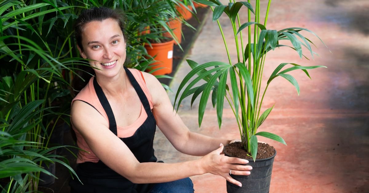 Bamboo Palm (Chamaedorea Seifrizii)