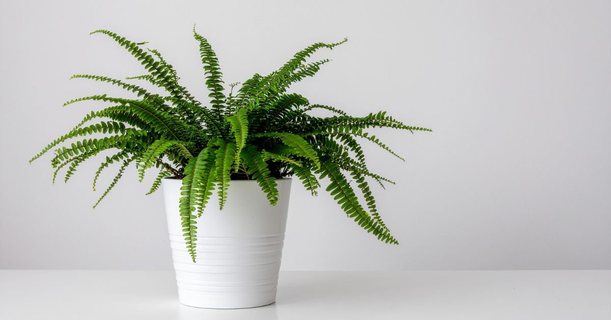 Boston Fern (Nephrolepis Exaltata)