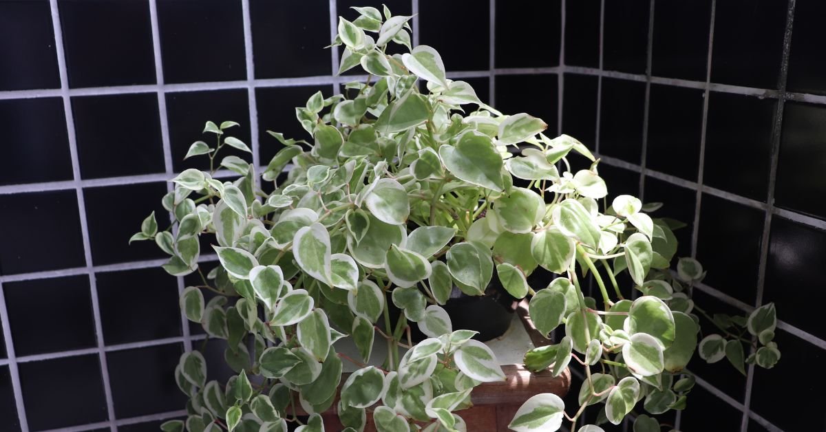 English Ivy (Hedera Helix)