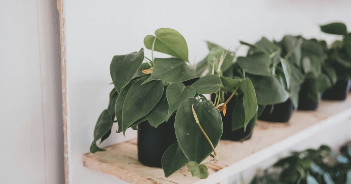 Heartleaf Philodendron (Philodendron Hederaceum)