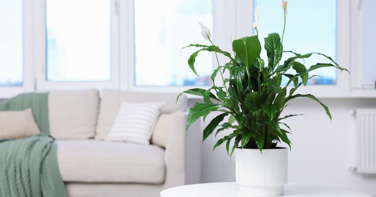 Peace Lily (Spathiphyllum Wallisii)