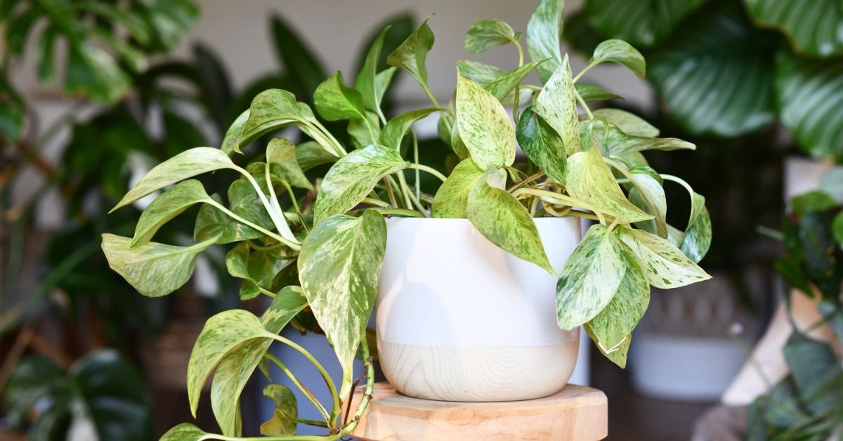 Pothos (Epipremnum Aureum)