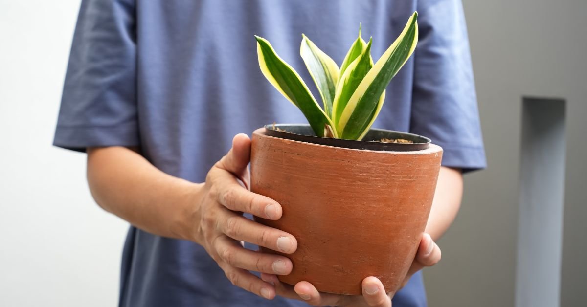 Snake Plant (Sansevieria Trifasciata)
