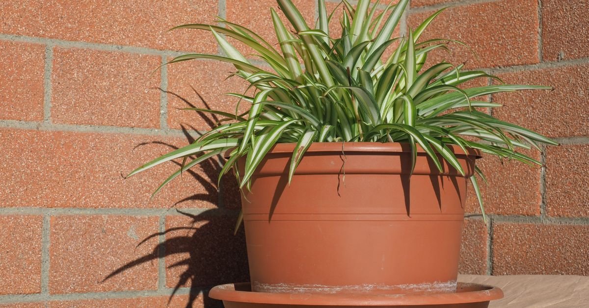 Spider Plant (Chlorophytum Comosum)