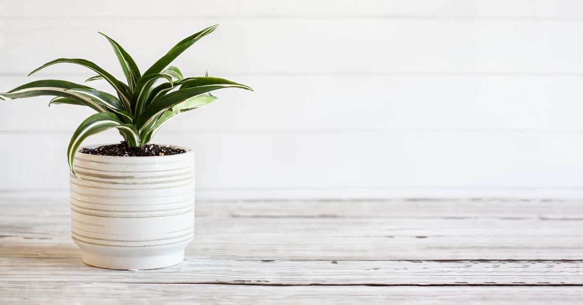 Warneckei Dracaena (Dracaena Deremensis ‘Warneckei’)