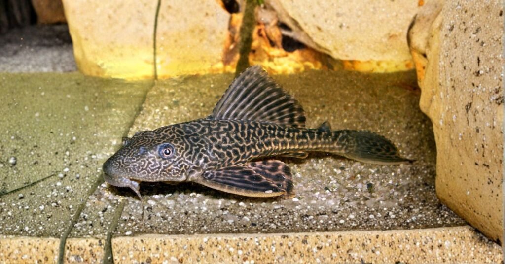 Plecos Eating Chicken Observations In US Aquariums